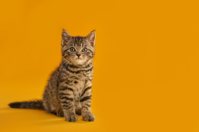 Photo of Cute tabby kitten on yellow background, space for text. Baby animal