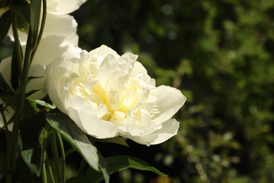 Photo of Closeup view of blooming white peony bush outdoors