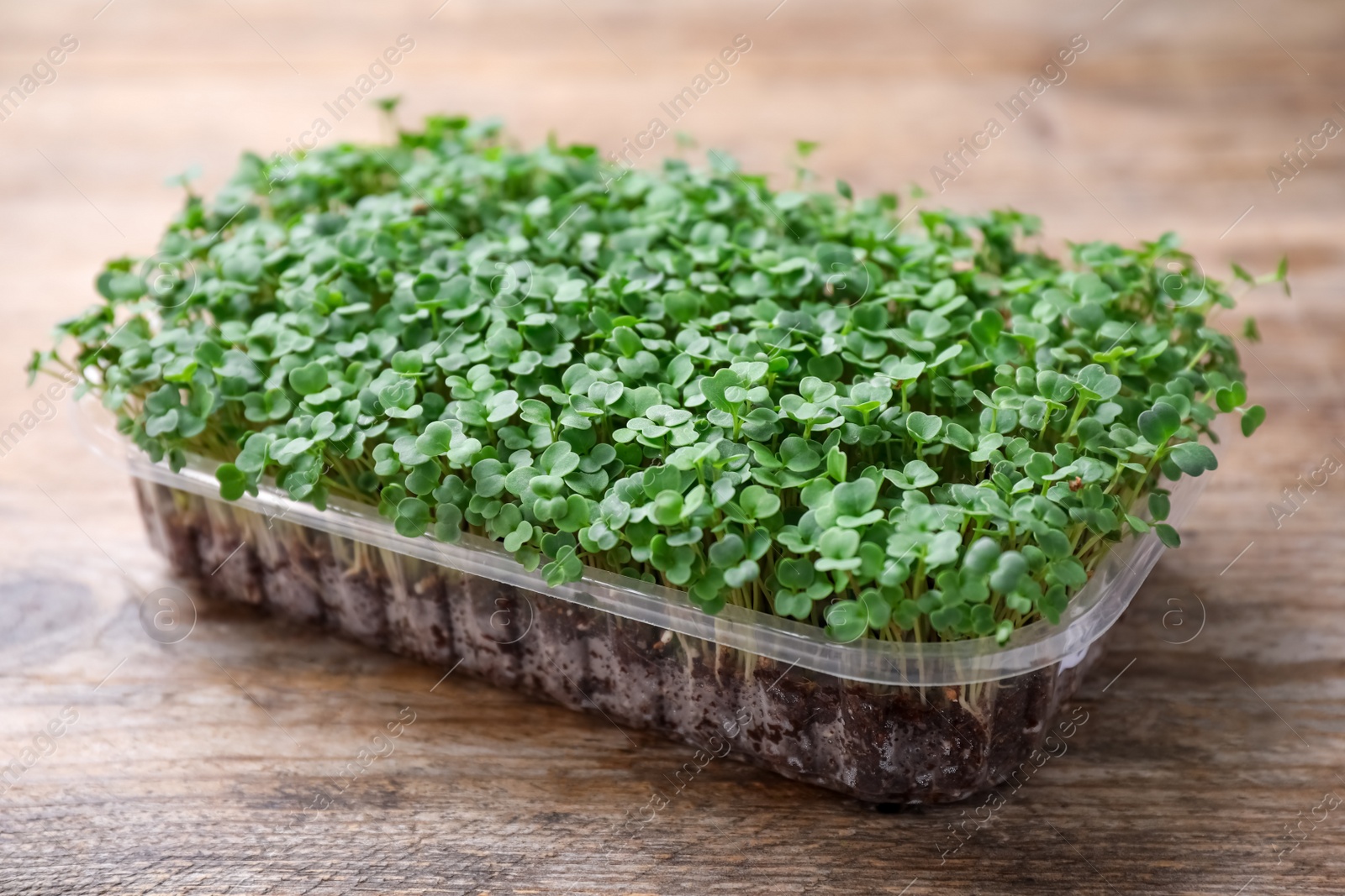 Photo of Fresh organic microgreen in plastic container on wooden table, closeup