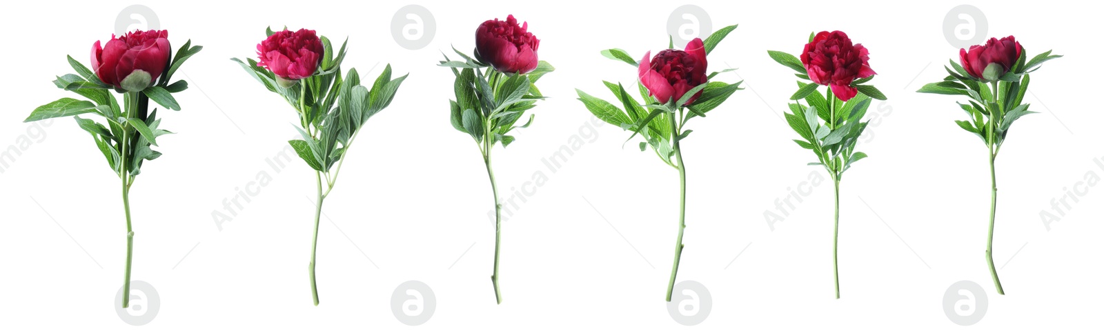 Image of Set of beautiful peony flowers on white background. Banner design