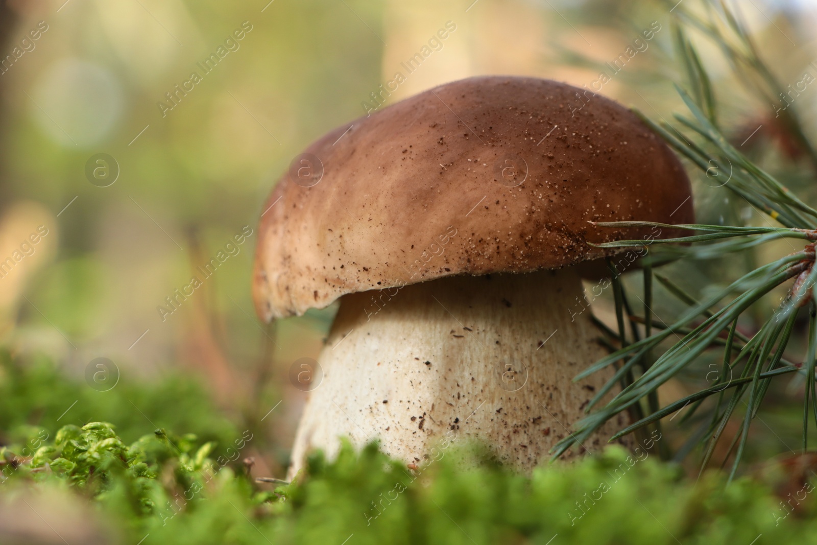 Photo of Beautiful porcino mushroom growing in forest on autumn day, closeup