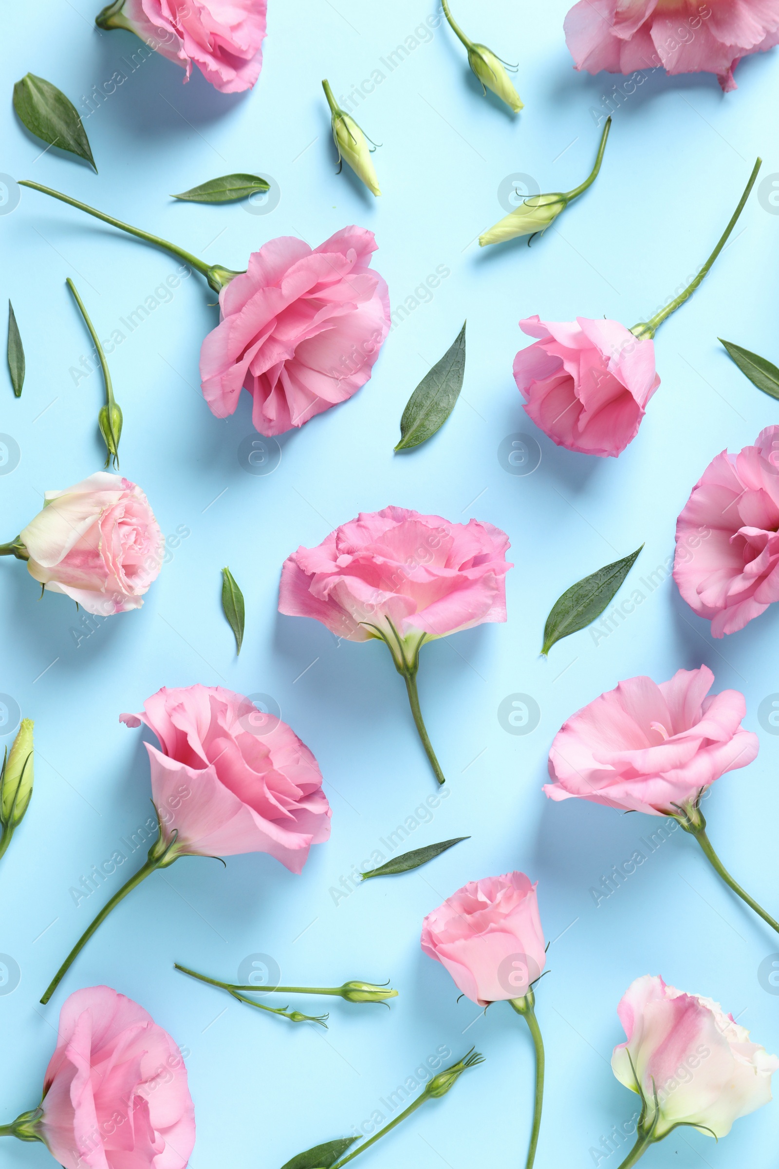 Photo of Flat lay composition with beautiful Eustoma flowers on color background