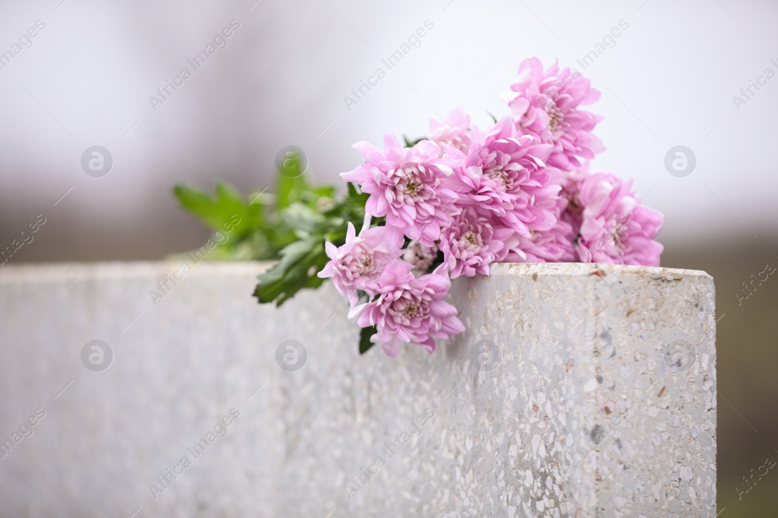 Photo of Chrysanthemum flowers on light grey granite tombstone outdoors. Funeral ceremony