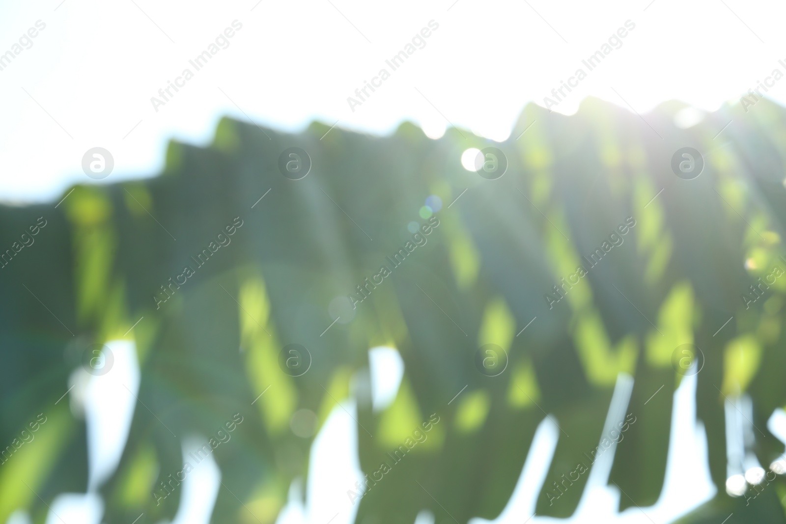 Photo of Blurred view of palm tree with lush green leaves