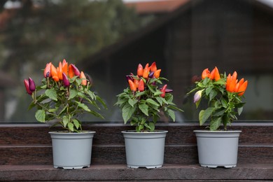 Photo of Capsicum Annuum plants. Many potted rainbow multicolor chili peppers near window outdoors