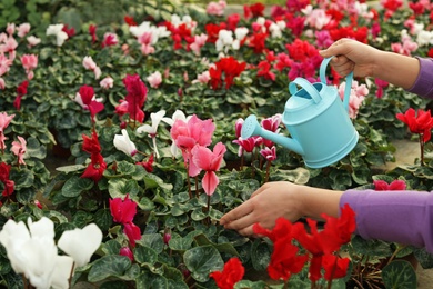 Photo of Woman watering blooming flowers in greenhouse, closeup. Home gardening