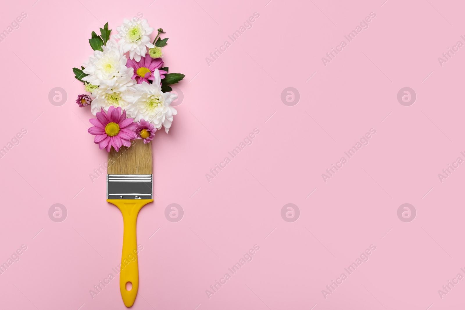 Photo of Brush with colorful flowers of chrysanthemum on light pink background, top view. Space for text. Creative concept