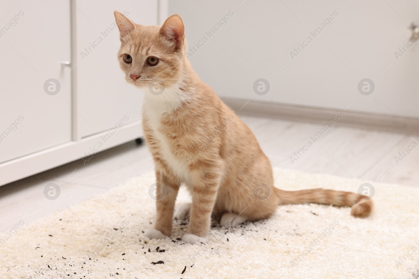 Photo of Cute ginger cat on carpet with scattered soil indoors