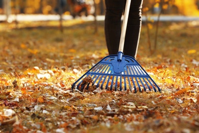 Photo of Woman cleaning up fallen leaves with rake on sunny day. Autumn work