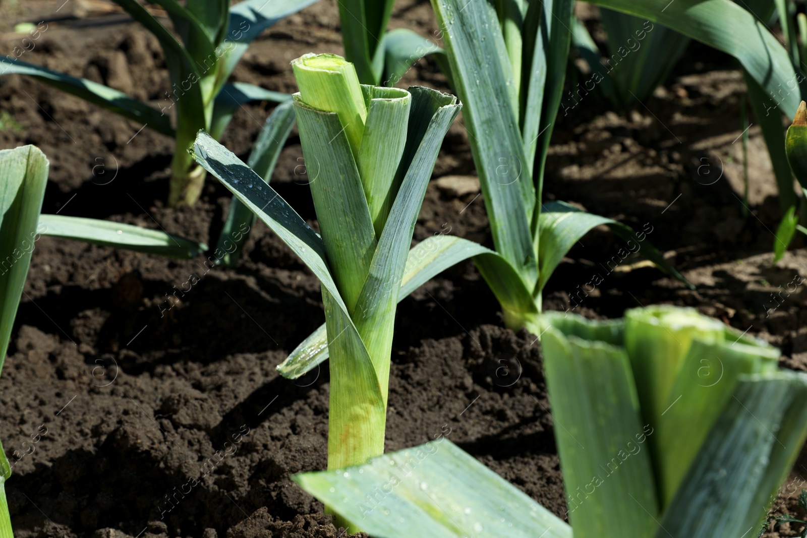 Photo of Fresh green leeks growing in field on sunny day