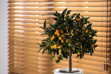 Potted kumquat tree with ripening fruits indoors, space for text. Interior design