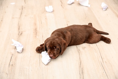 Mischievous chocolate Labrador Retriever puppy and torn paper on floor