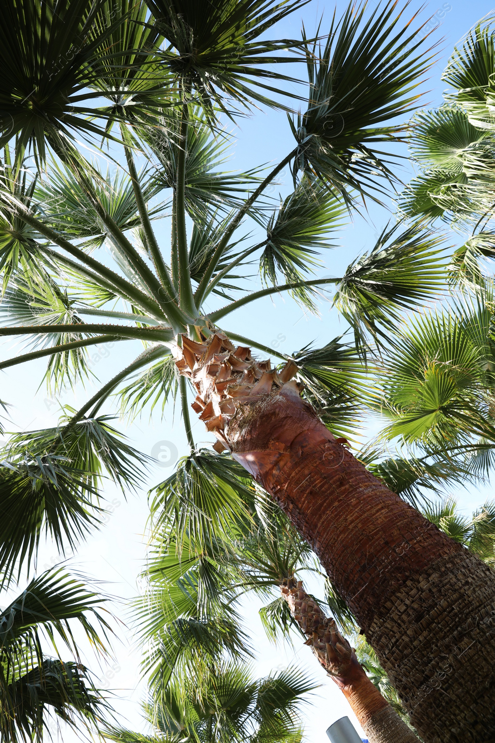 Photo of Beautiful palm tree outdoors on sunny summer day, low angle view