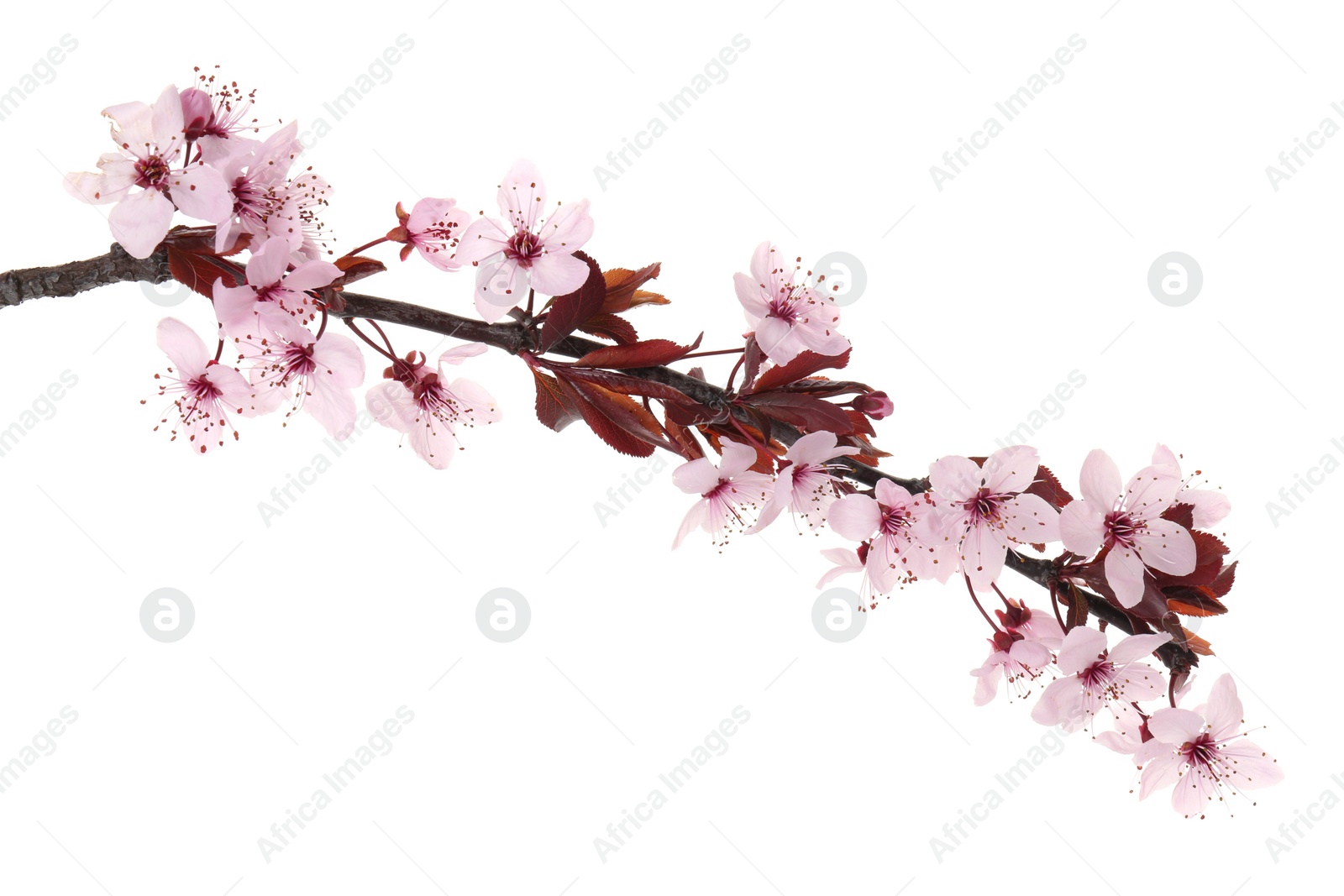 Photo of Spring tree branch with beautiful blossoms isolated on white