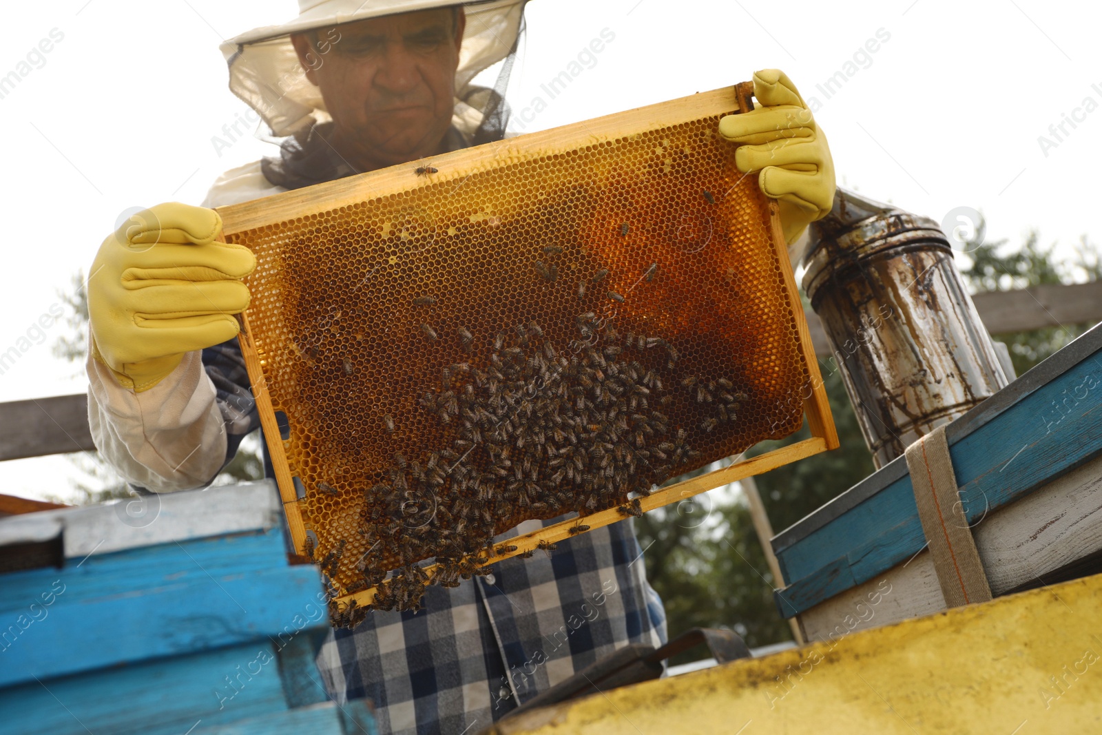 Photo of Beekeeper with hive frame at apiary. Harvesting honey