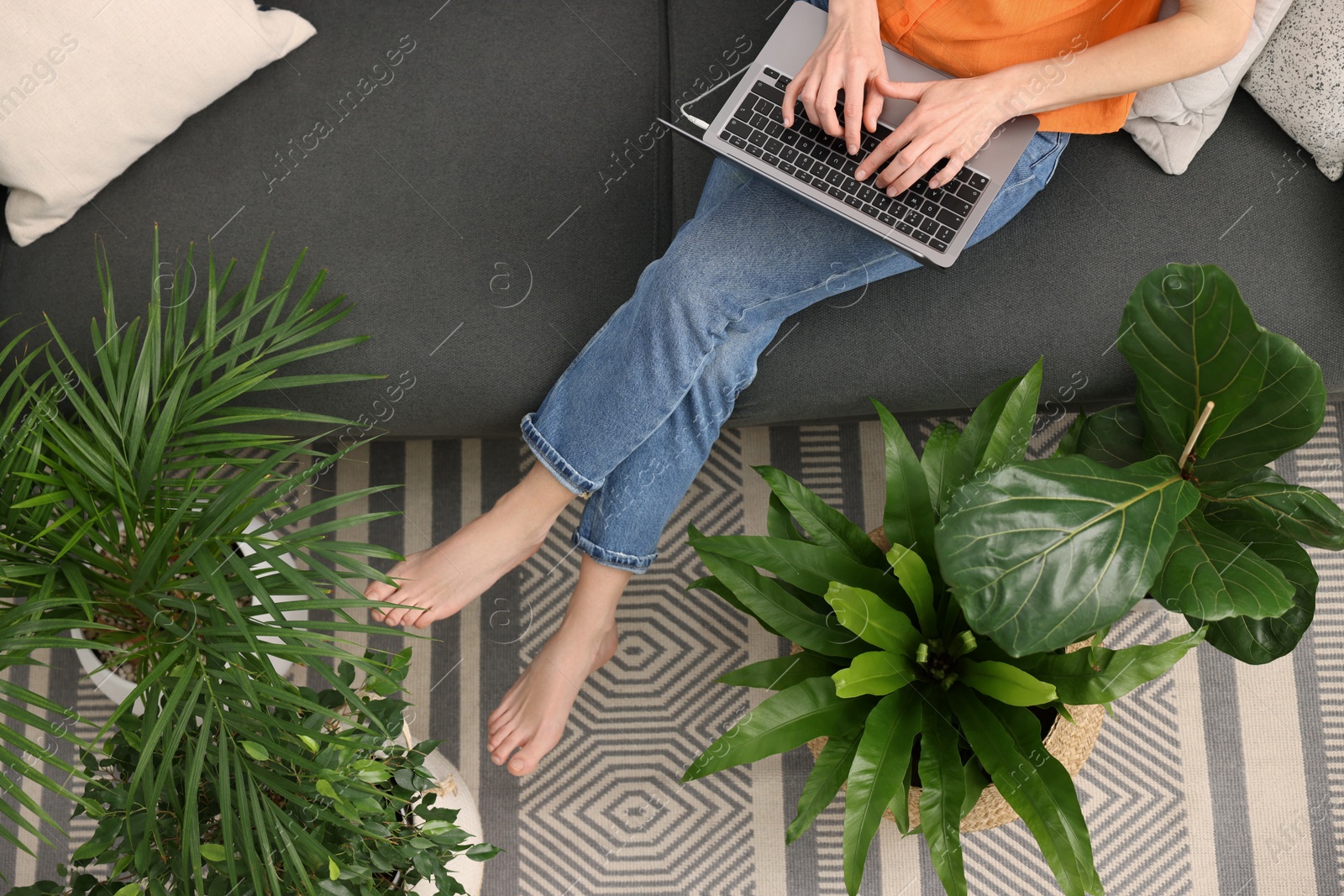 Photo of Woman using laptop on sofa near beautiful houseplants, top view