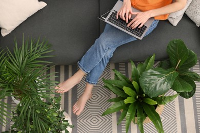 Woman using laptop on sofa near beautiful houseplants, top view