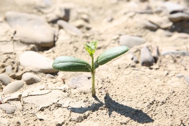 Photo of Seedling growing in dry soil outdoors, closeup