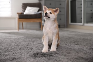 Photo of Adorable akita inu puppy near puddle on carpet at home