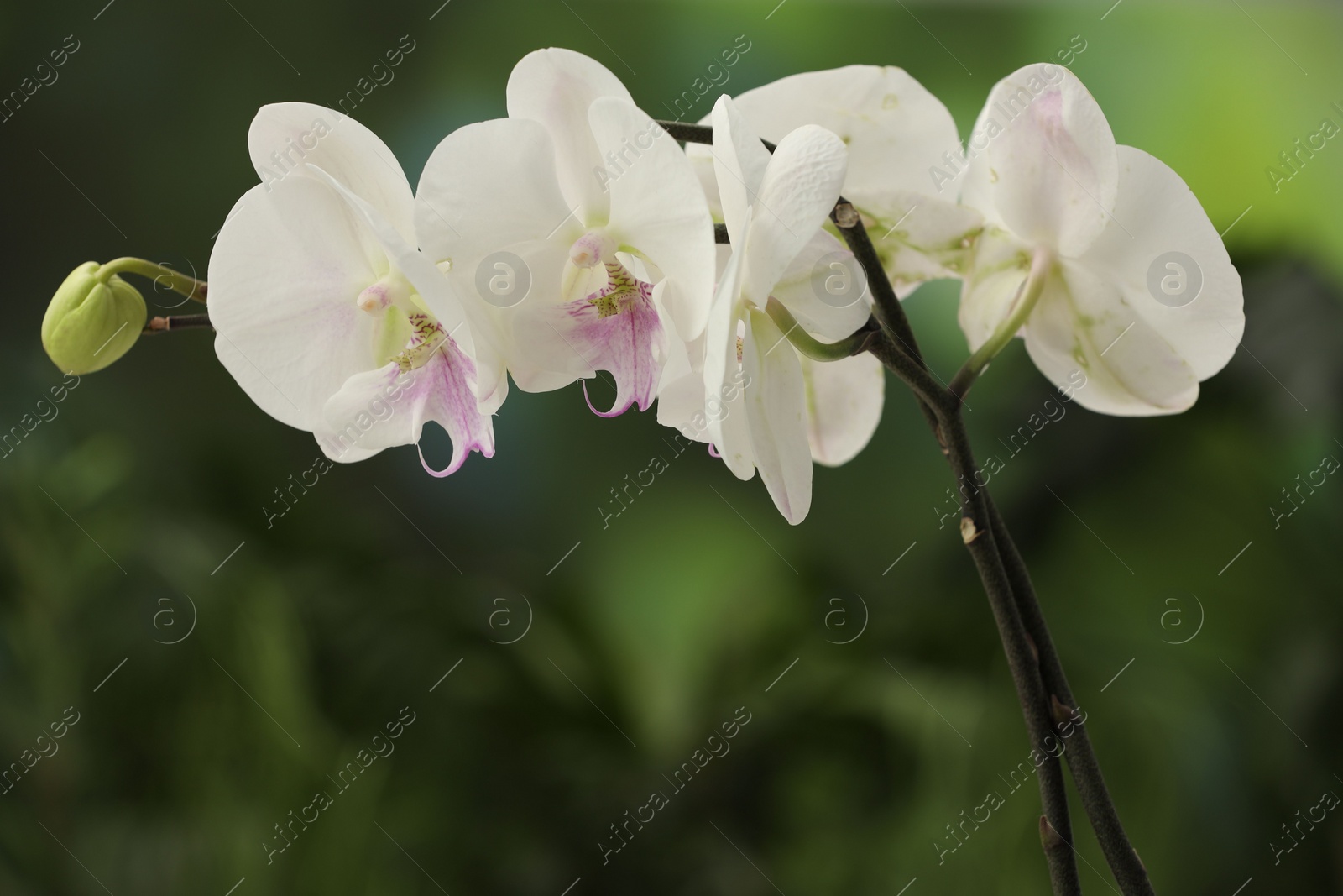 Photo of Branches with beautiful orchid flowers on blurred background, closeup