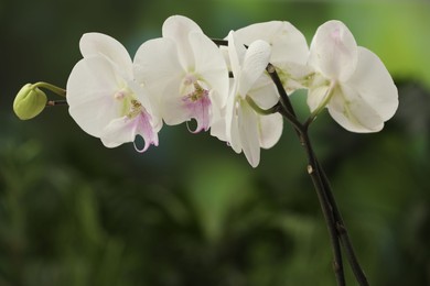 Branches with beautiful orchid flowers on blurred background, closeup