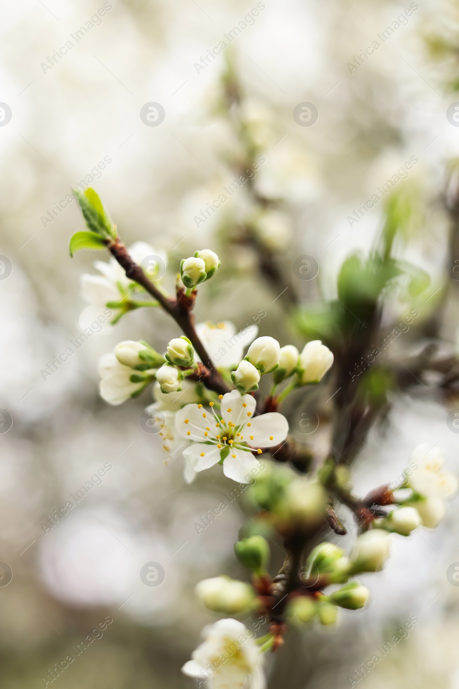 Photo of Blossoming cherry tree outdoors on spring day, closeup