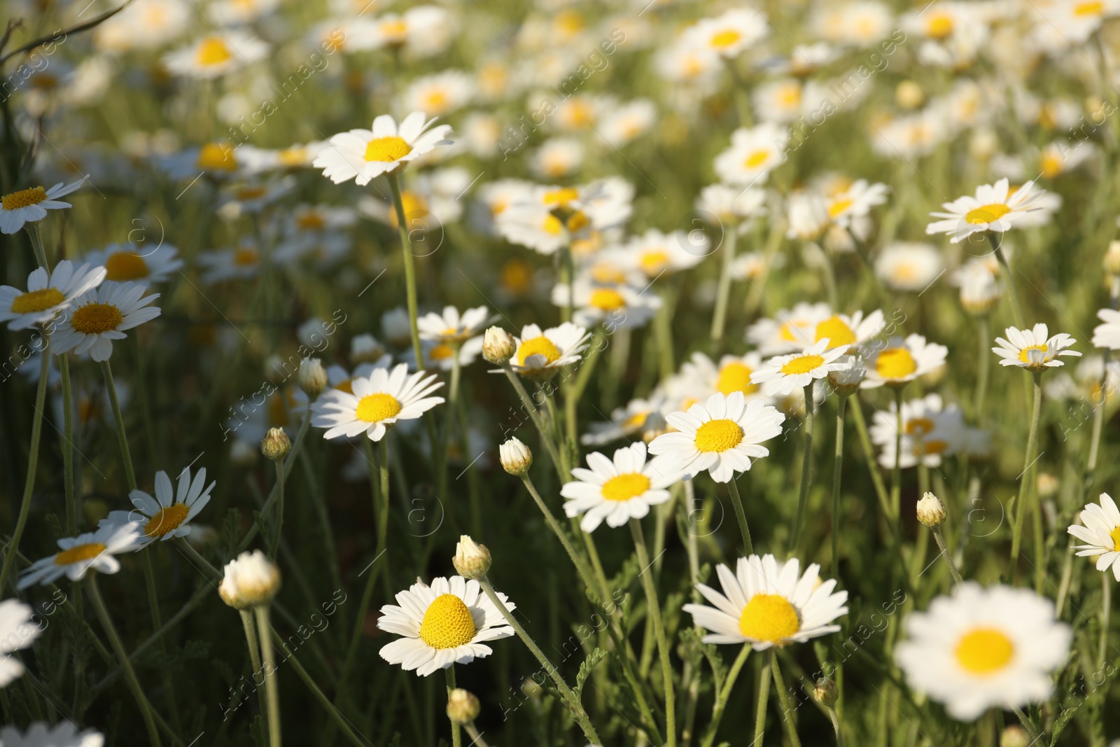 Photo of Closeup view of beautiful chamomile field on sunny day