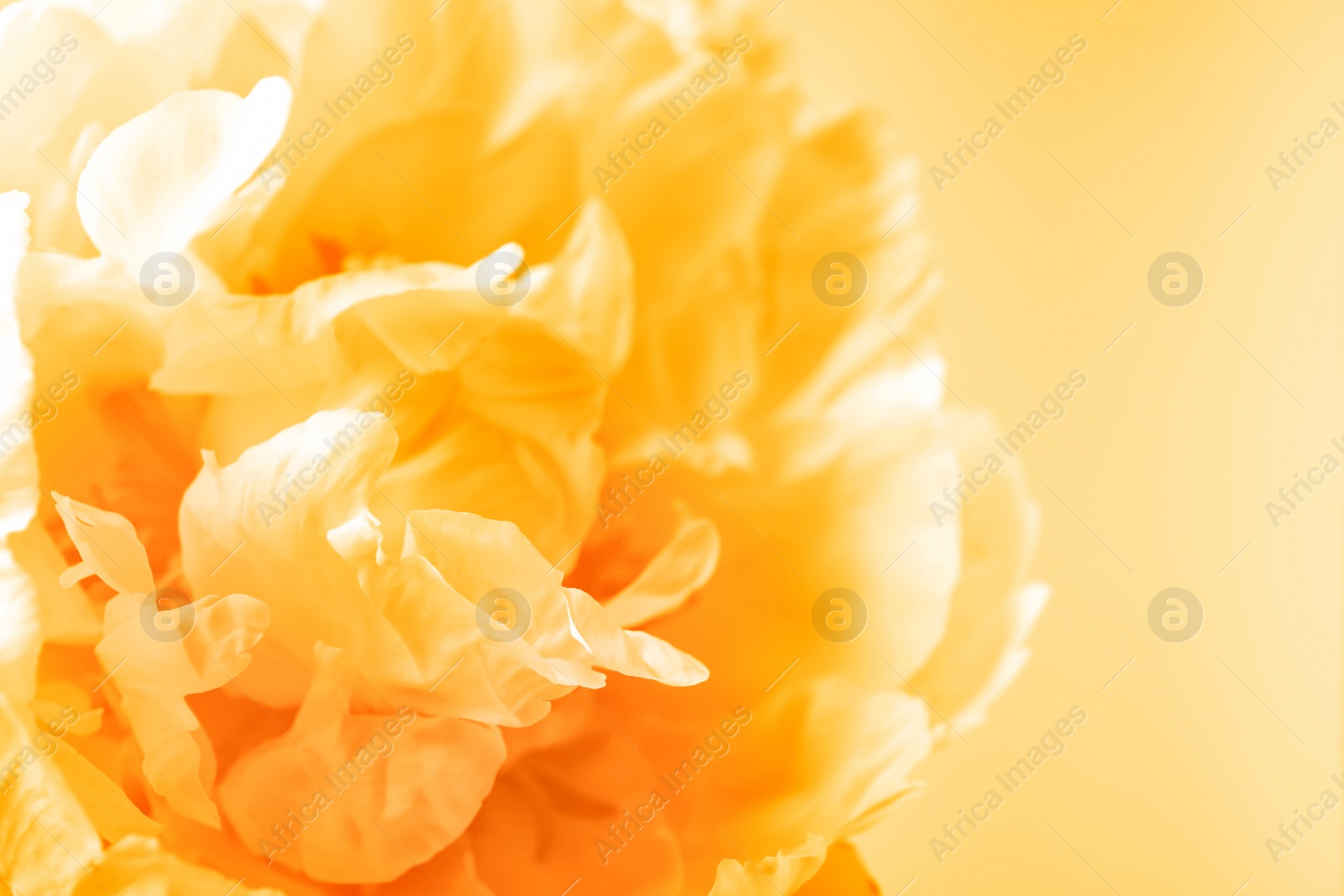 Image of Closeup view of beautiful light orange peony flower