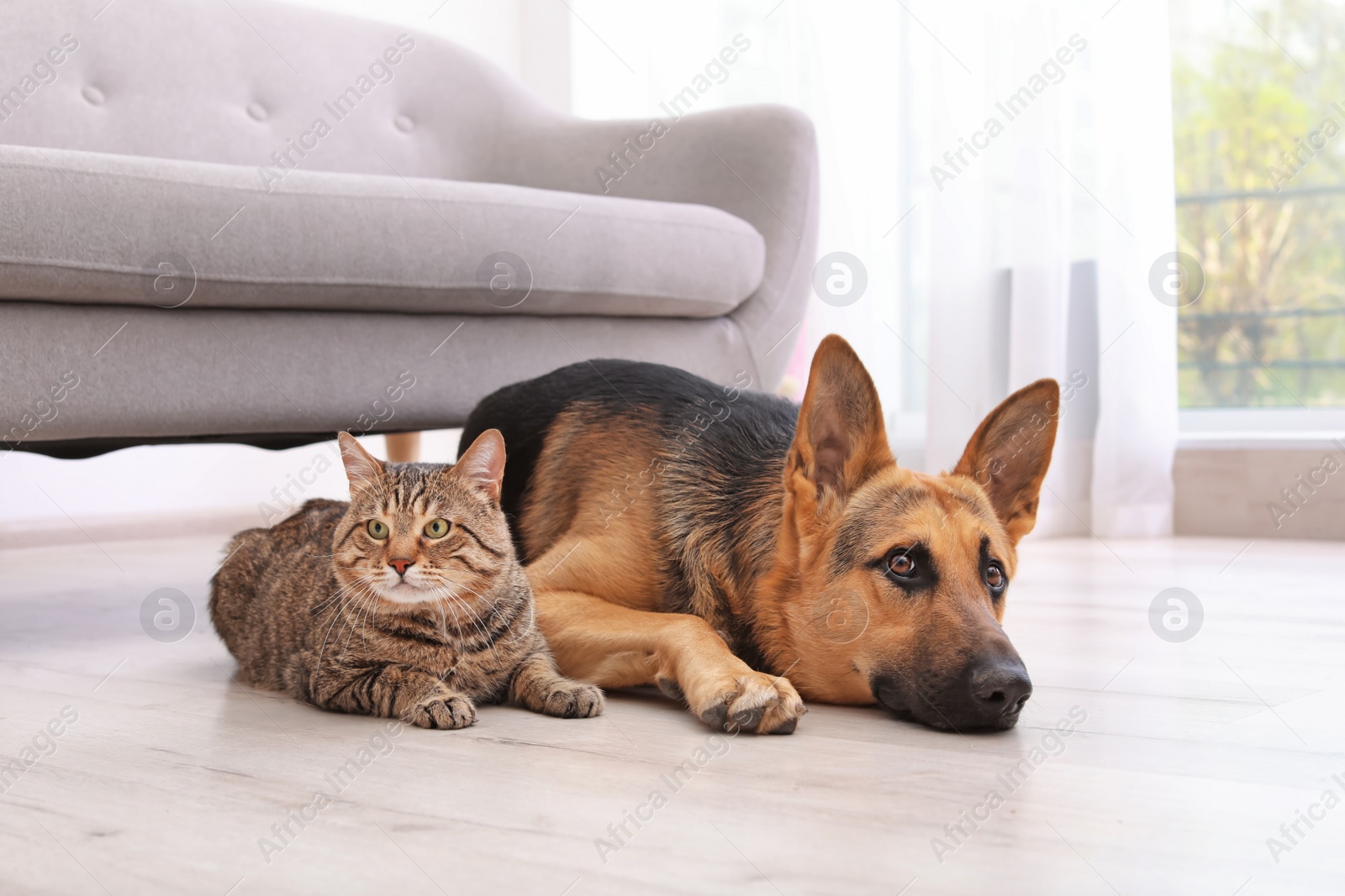 Photo of Adorable cat and dog resting together near sofa indoors. Animal friendship