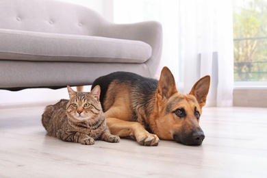 Adorable cat and dog resting together near sofa indoors. Animal friendship