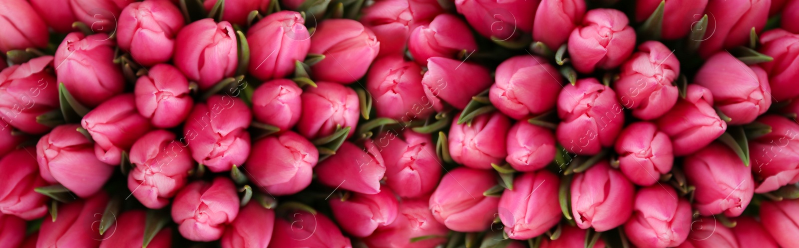 Image of Fresh beautiful tulips as background. Horizontal banner design