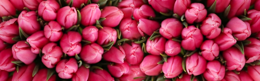 Fresh beautiful tulips as background. Horizontal banner design