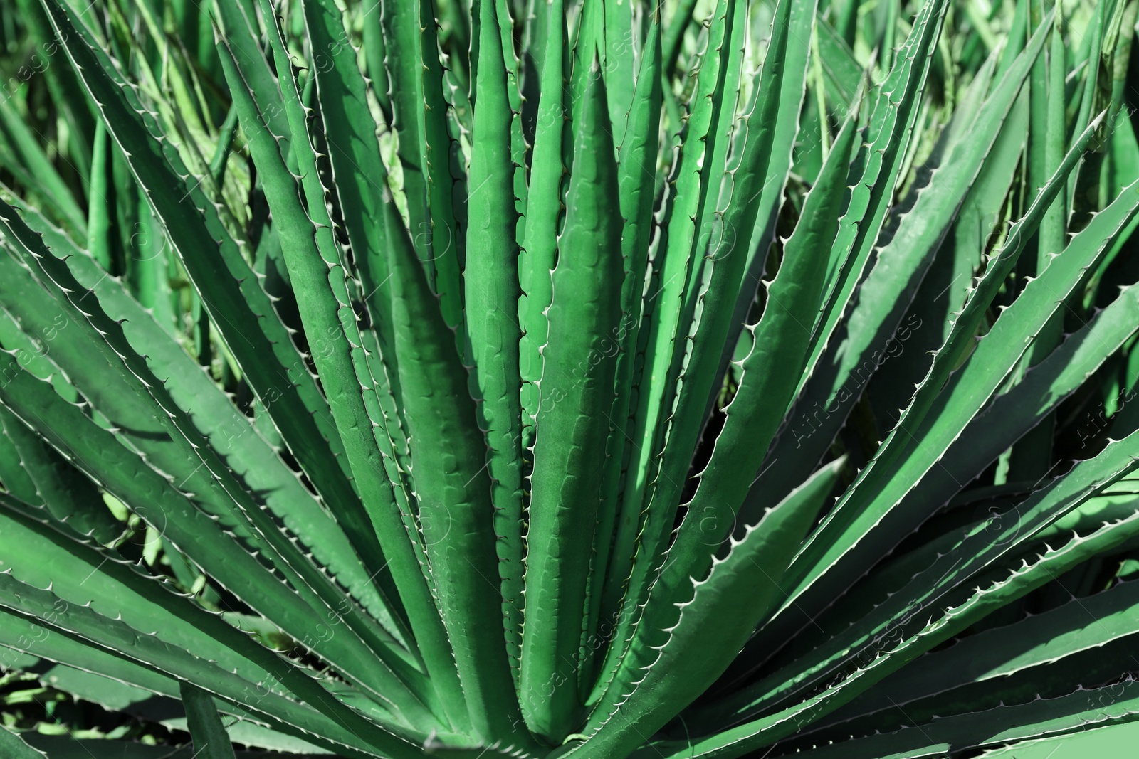 Photo of Closeup view of beautiful Agave plant growing outdoors