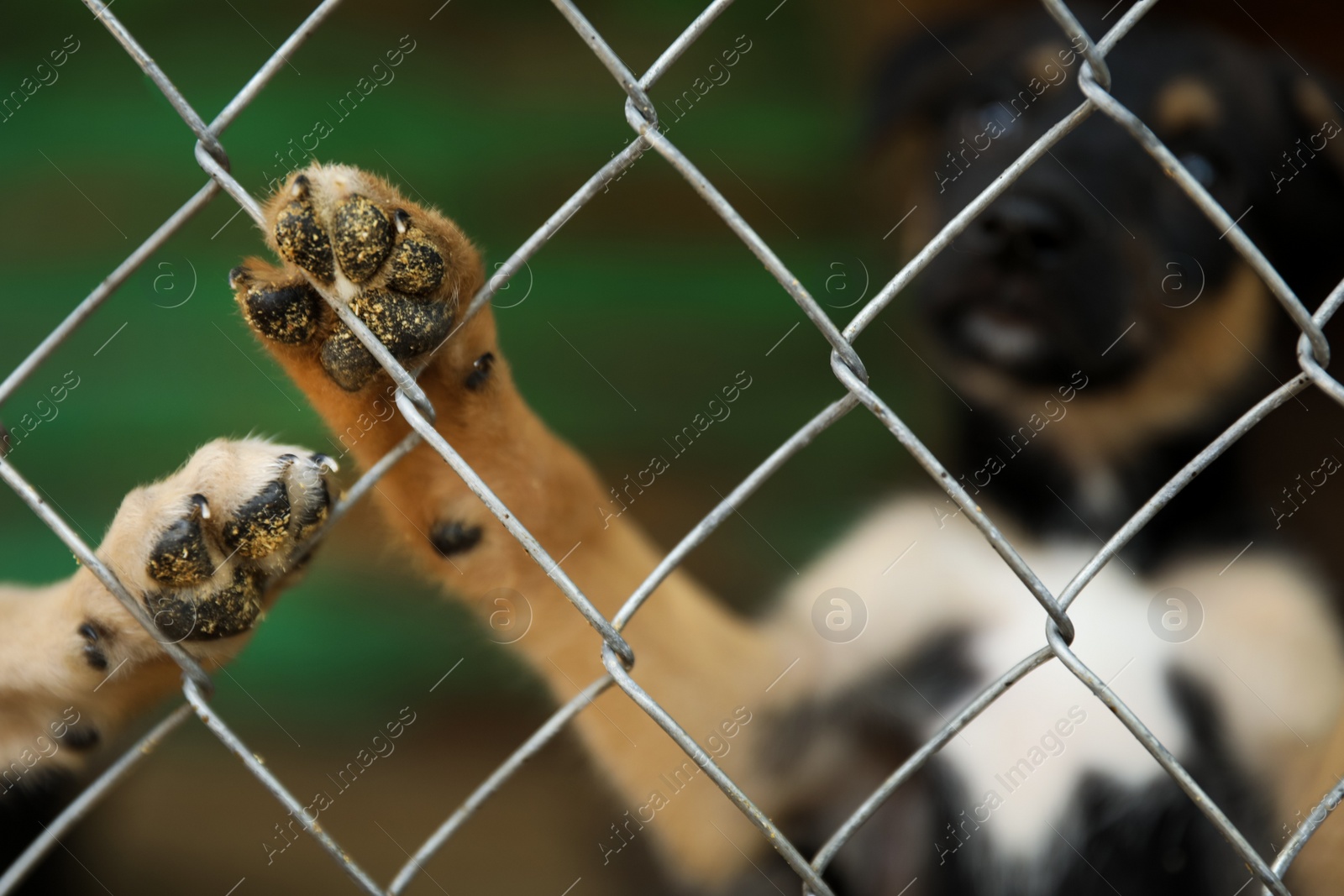 Photo of Cage with homeless dogs in animal shelter. Concept of volunteering