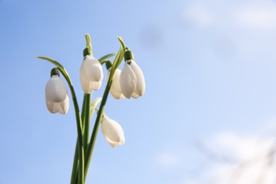 Photo of Fresh blooming snowdrops growing outdoors, space for text. Spring flowers