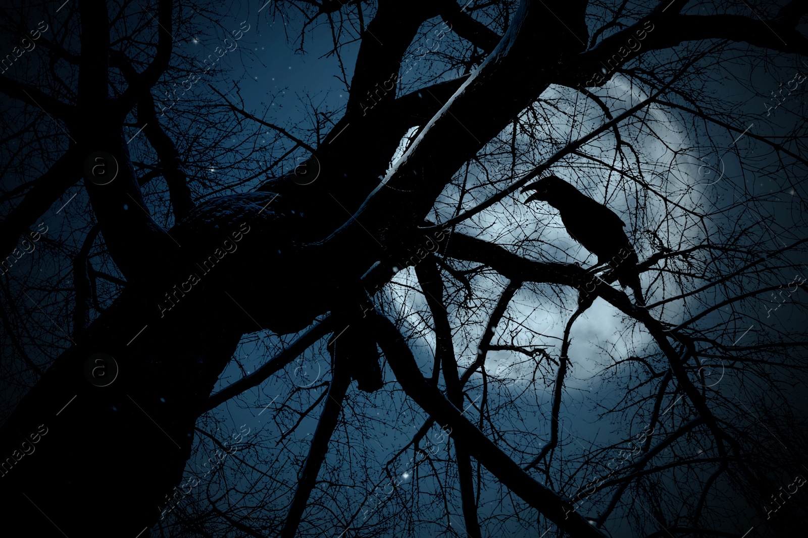 Image of Creepy black crow croaking on tree branch under full moon at night