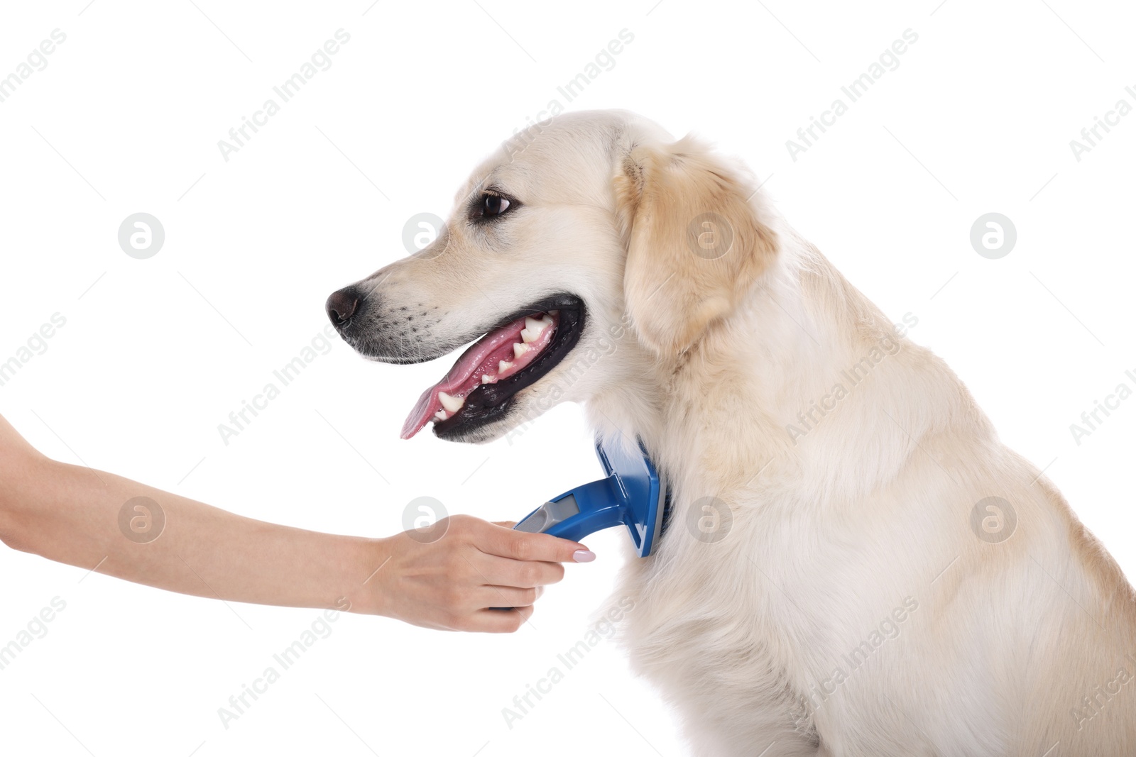 Photo of Woman brushing cute Labrador Retriever dog's hair on white background, closeup