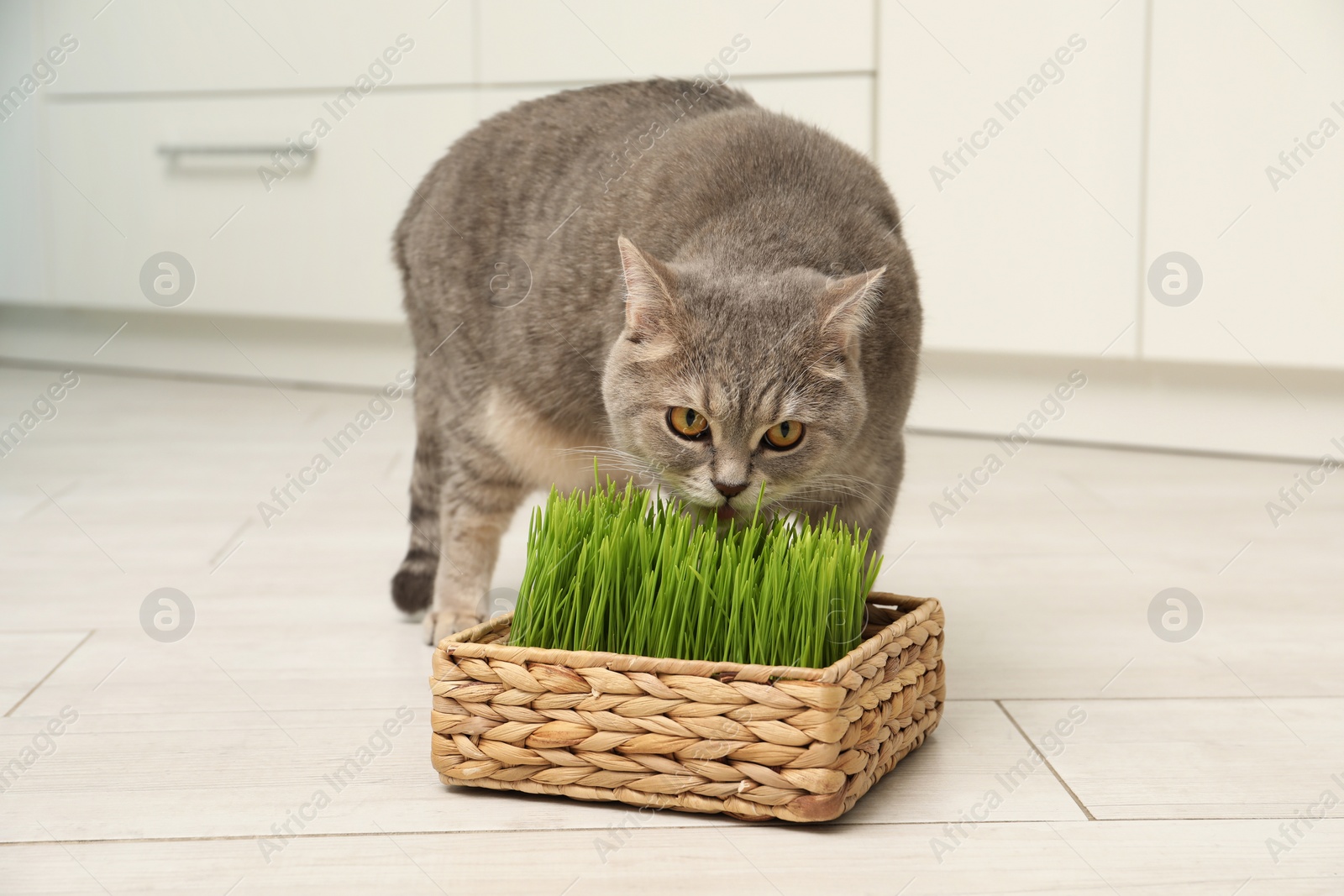 Photo of Cute cat eating fresh green grass on floor indoors