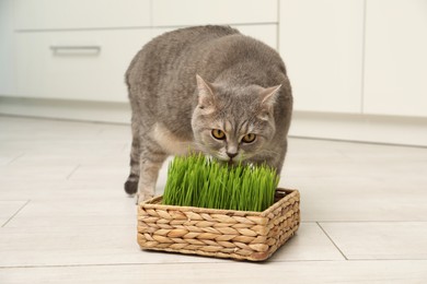 Cute cat eating fresh green grass on floor indoors