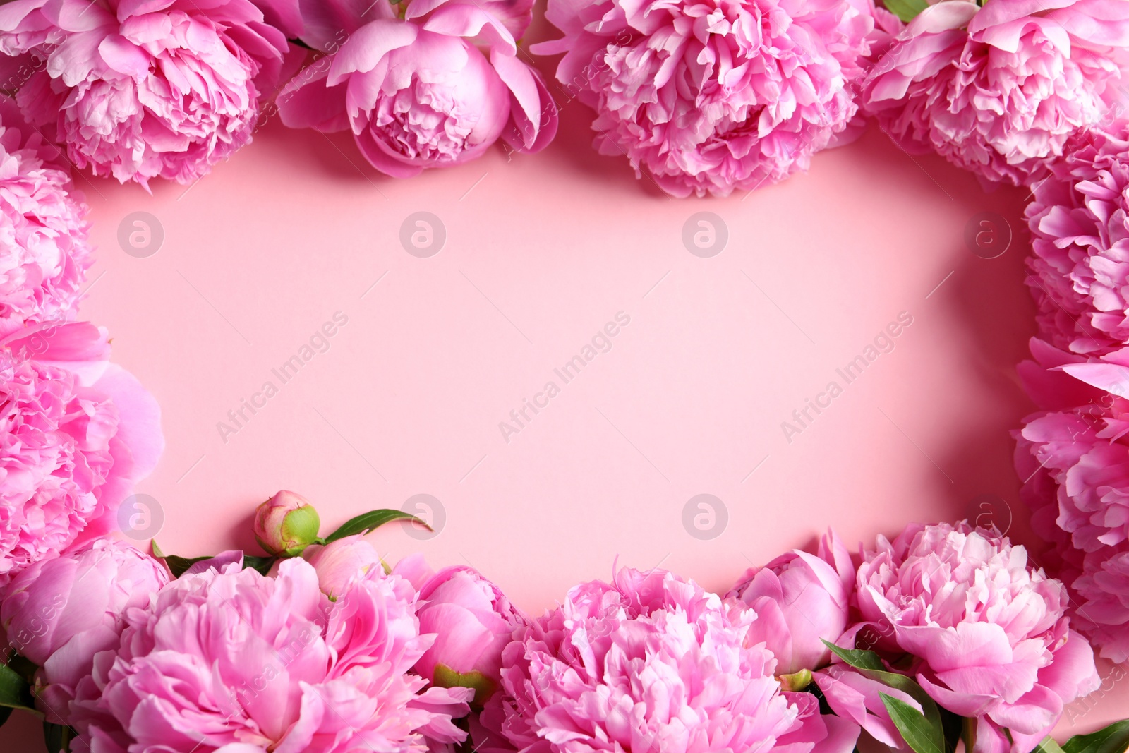 Photo of Frame made of beautiful peony flowers on color background