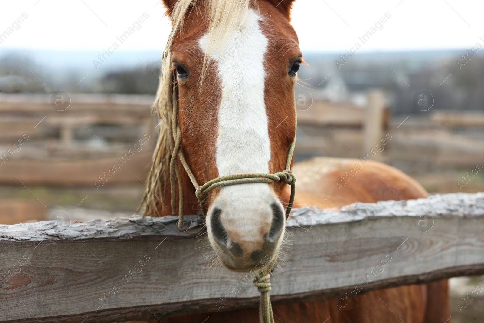 Photo of Adorable chestnut horse in outdoor stable. Lovely domesticated pet