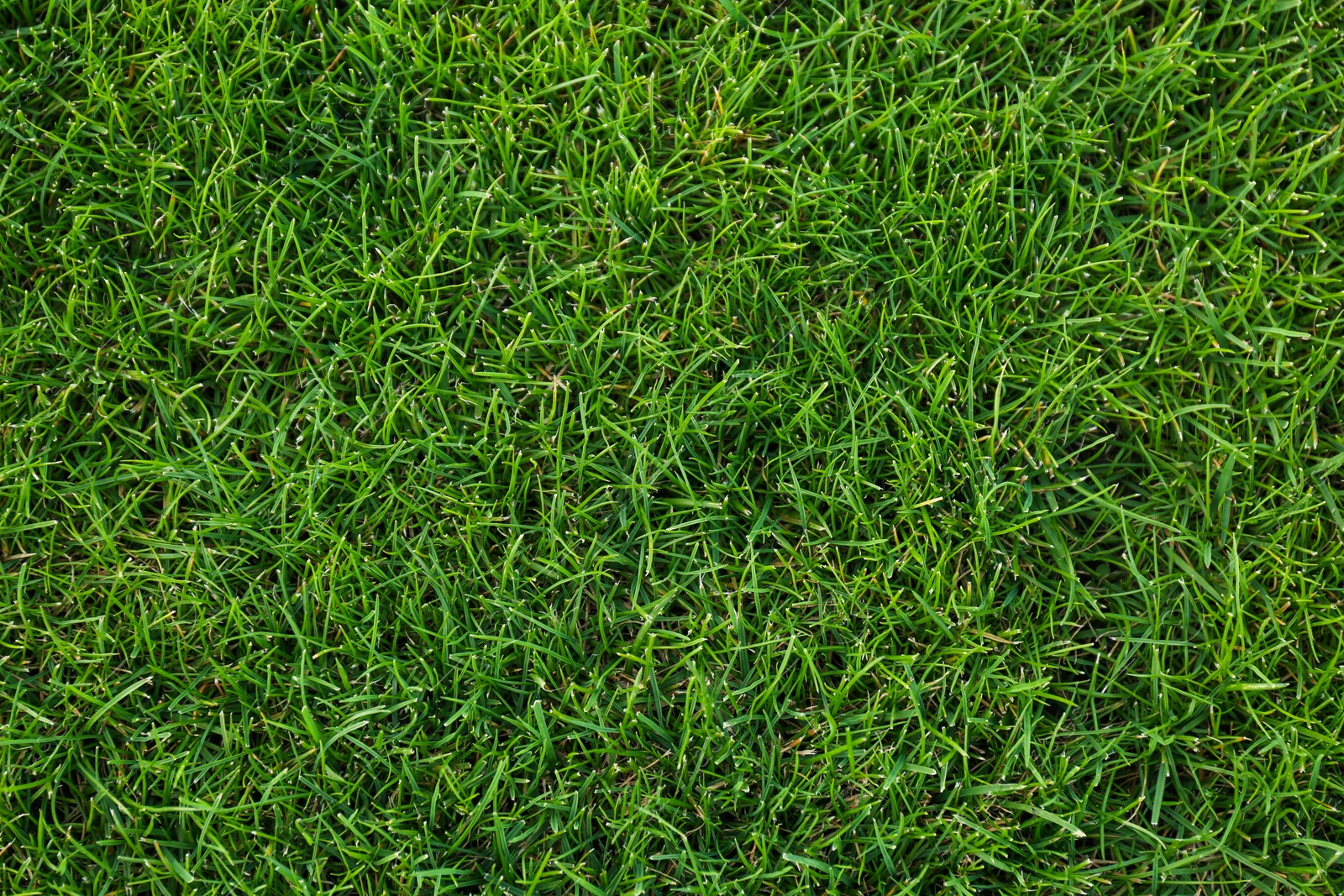 Photo of Green lawn with fresh grass as background, top view