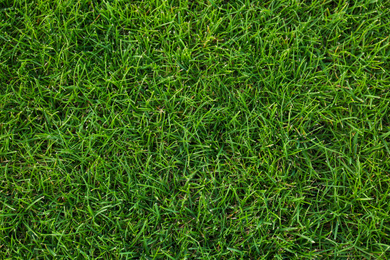Photo of Green lawn with fresh grass as background, top view