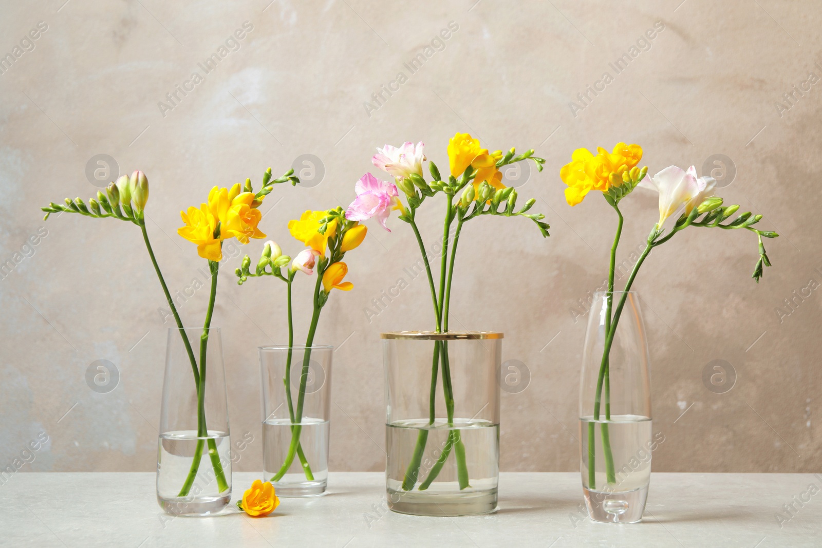 Photo of Beautiful blooming freesias in glass vases on table against grey background