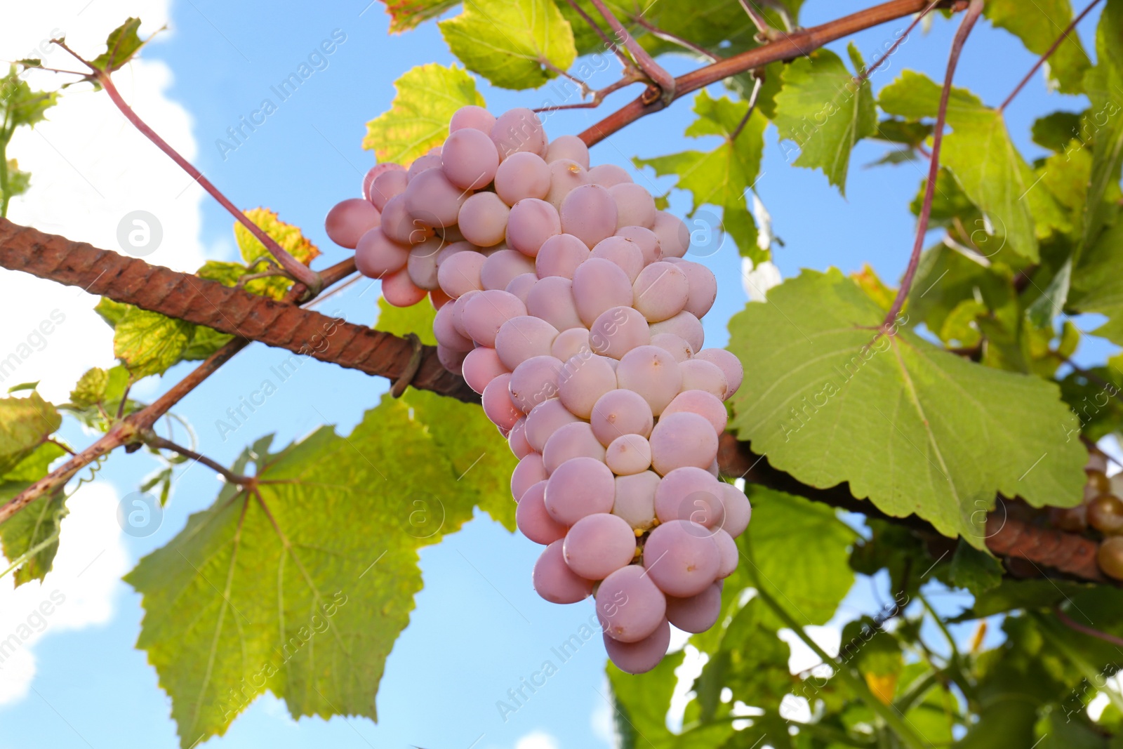 Photo of Ripe juicy grapes growing on branch in vineyard