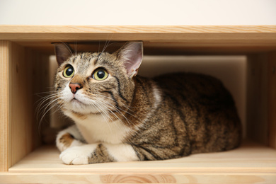 Photo of Cute tabby cat on wooden shelf. Friendly pet