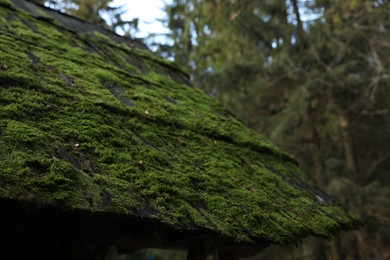 Photo of Closeup view of roof with green moss in forest
