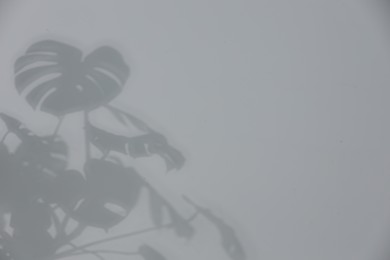 Photo of Shadow of plant falling on white wall, space for text