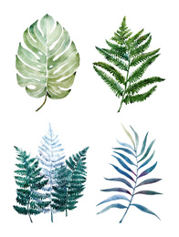 Image of Beautiful watercolor tropical leaves painted on white paper