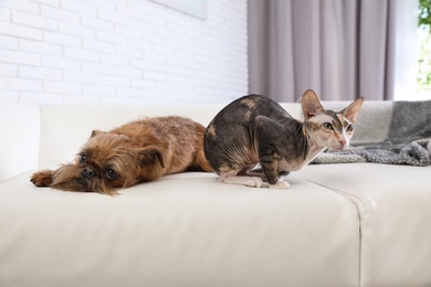 Photo of Adorable dog looking into camera and cat together on sofa at home. Friends forever